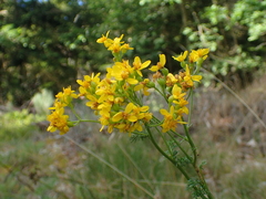 Jacobaea adonidifolia