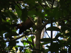 Perissocephalus tricolor