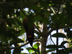 Perissocephalus tricolor