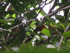 Perissocephalus tricolor