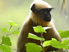 Semnopithecus hypoleucos
