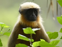 Semnopithecus hypoleucos