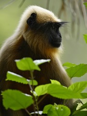 Semnopithecus hypoleucos