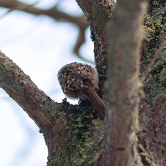 Certhia brachydactyla