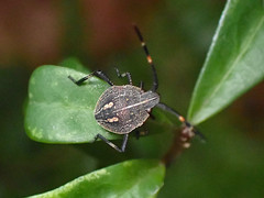 Poecilometis strigatus