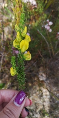 Aspalathus citrina