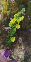 Aspalathus citrina