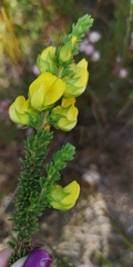 Aspalathus citrina