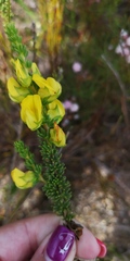 Aspalathus citrina
