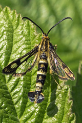 Chamaesphecia empiformis