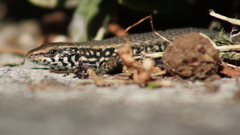 Algyroides moreoticus