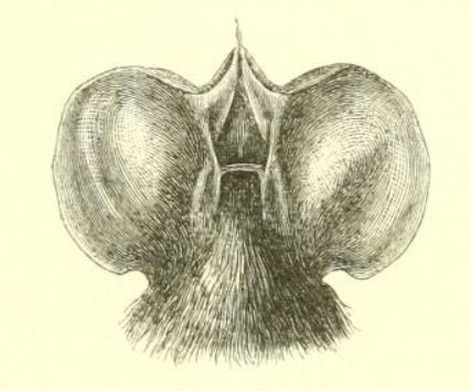 Northern Free-tailed Bat (Mops johorensis), listed as Vulnerable on the IUCN Red List