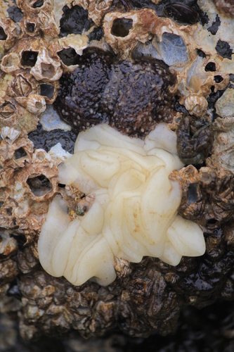 barnacle-eating dorid