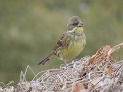 Emberiza personata