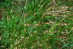 Juncus beringensis