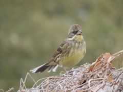 Emberiza personata