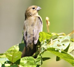 Sporophila luctuosa