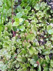 Marchantia polymorpha montivagans