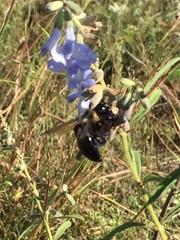 Xylocopa virginica texana