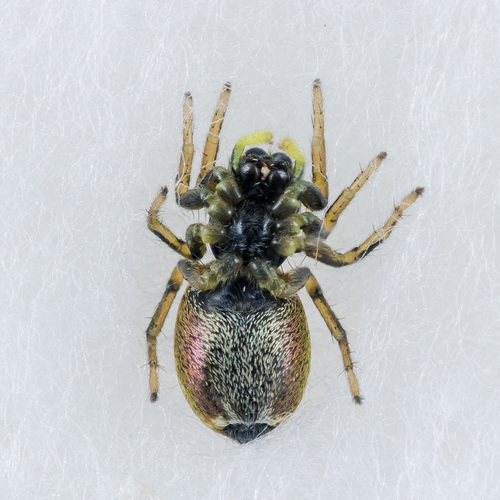 Heliophanus auratus