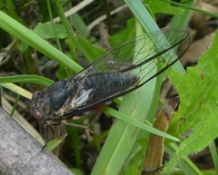 Birrima castanea