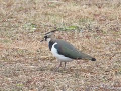 Vanellus vanellus