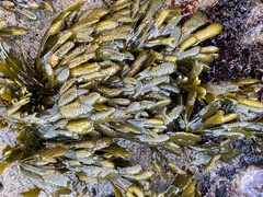 Fucus guiryi