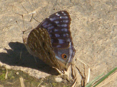 Junonia rhadama