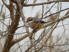 Lanius bucephalus