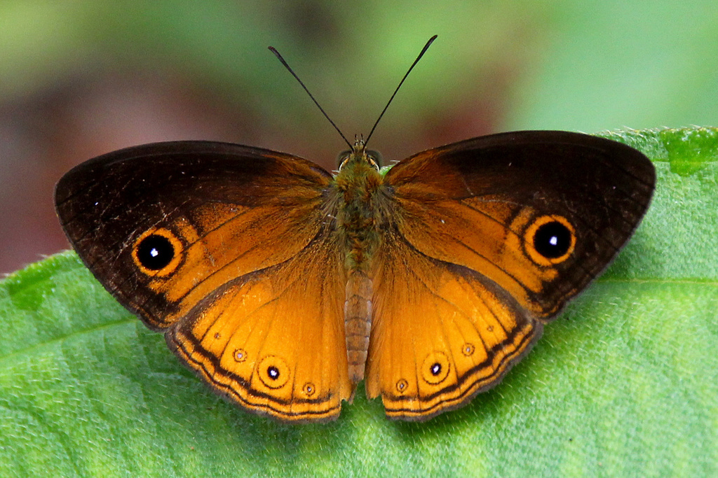 Mycalesis teatus
