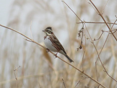 Emberiza rustica