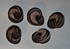 Cepaea nemoralis