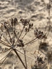 Astrodaucus littoralis