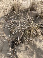 Astrodaucus littoralis