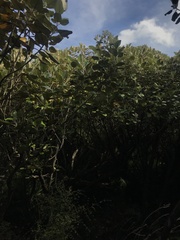 Brachyglottis rotundifolia