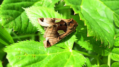 Autographa aemula