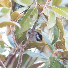 Periparus ater