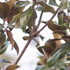 Periparus ater
