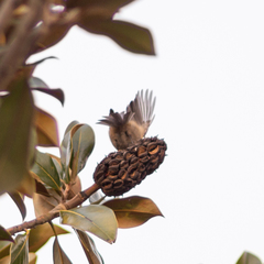 Periparus ater