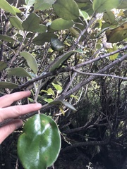 Brachyglottis rotundifolia