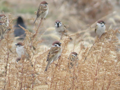 Passer montanus