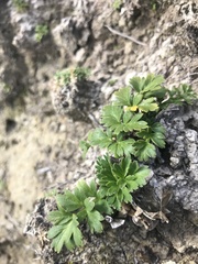 Anisotome lyallii