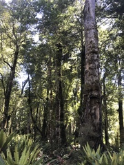 Petroica macrocephala