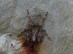 Stephanopis nigra