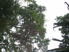 Medinilla waterhousei