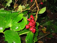 Medinilla waterhousei