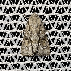 Turnerinycta phaeocosma