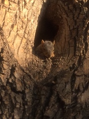 Sciurus niger