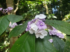 Brunfelsia grandiflora