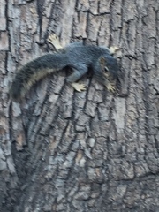 Sciurus niger